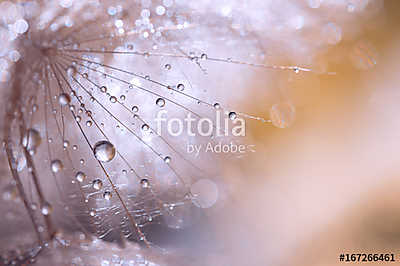 Macro seed of dandelion with water drops. Abstract photo with a  (többrészes kép) - vászonkép, falikép otthonra és irodába