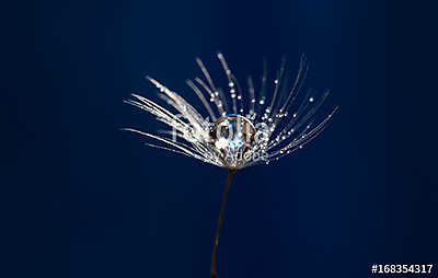 Dandelion seed with water drops closeup. Artistic image of a dan (keretezett kép) - vászonkép, falikép otthonra és irodába