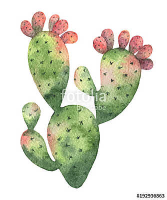 Watercolor vector cactus isolated on white background. (keretezett kép) - vászonkép, falikép otthonra és irodába