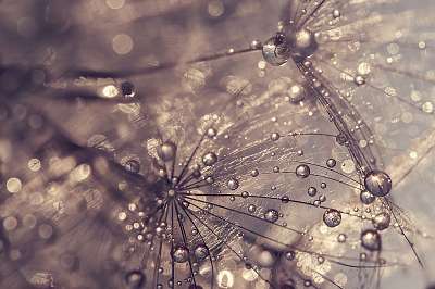 Dandelion with water drops. A beautiful macro of a dandelion. Go (bögre) - vászonkép, falikép otthonra és irodába