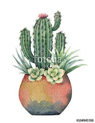 Watercolor composition of cacti and succulents in a pot isolated (poszter) - vászonkép, falikép otthonra és irodába