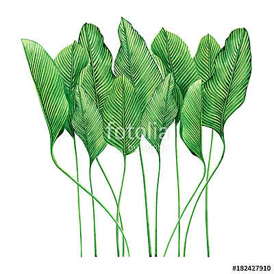 Watercolor painting tropical green leaves,palm leaf isolated on  (többrészes kép) - vászonkép, falikép otthonra és irodába