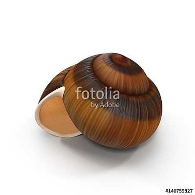 Spiral shell isolated on white. 3D illustration (keretezett kép) - vászonkép, falikép otthonra és irodába