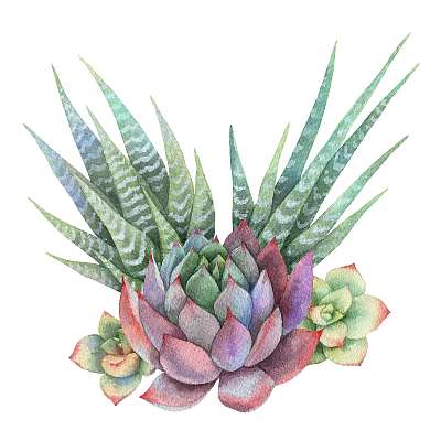 Watercolor bouquet of cacti and succulent plants isolated on whi (többrészes kép) - vászonkép, falikép otthonra és irodába