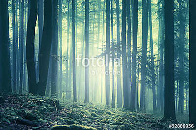 Magical blue green saturated foggy forest trees landscape. Color filter effect used. Picture was taken in south east Slovenia, E (bögre) - vászonkép, falikép otthonra és irodába