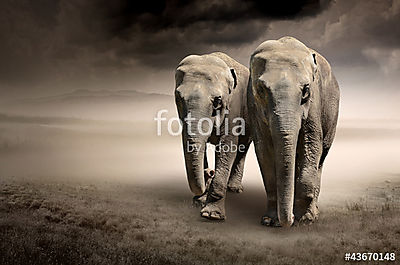 Elefántok párja a mozgásban (keretezett kép) - vászonkép, falikép otthonra és irodába