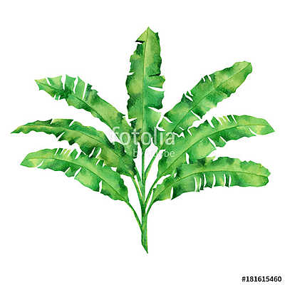 Watercolor painting green leaves isolated on white background.Wa (többrészes kép) - vászonkép, falikép otthonra és irodába