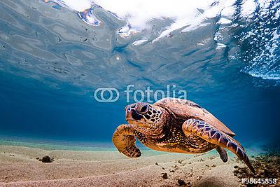 Hawaii zöld tengeri teknős a Pac meleg vizében (bögre) - vászonkép, falikép otthonra és irodába
