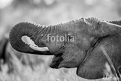 Az elefánt fekete-fehérben ivott a Kruger. (keretezett kép) - vászonkép, falikép otthonra és irodába