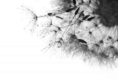 Black and white photo with the dandelions . Macro of dandelion w (fotótapéta) - vászonkép, falikép otthonra és irodába
