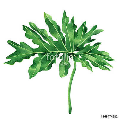 Watercolor painting tropical,palm leaf,green leaves isolated on  (keretezett kép) - vászonkép, falikép otthonra és irodába