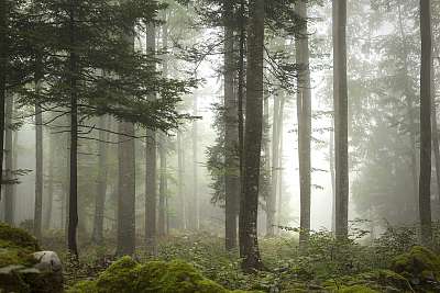 Lovely foggy forest tree landscape. (bögre) - vászonkép, falikép otthonra és irodába