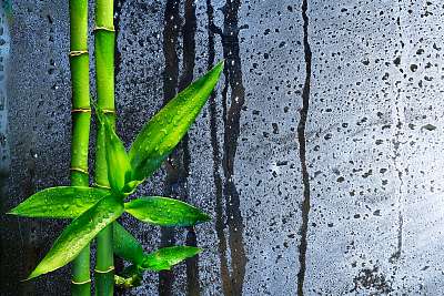 bambuszszárakat nedves üvegre (vászonkép óra) - vászonkép, falikép otthonra és irodába