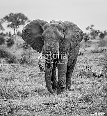Az elefánt fekete-fehérben jár a kamera felé (keretezett kép) - vászonkép, falikép otthonra és irodába