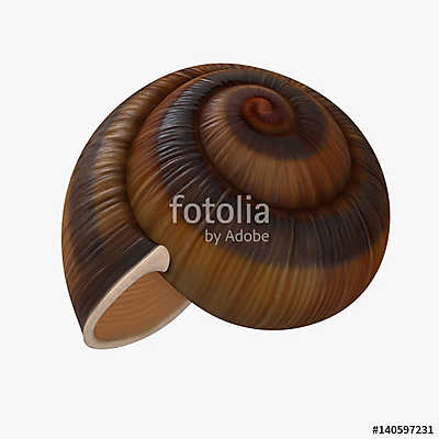 Snail Shell on white. 3D illustration (keretezett kép) - vászonkép, falikép otthonra és irodába