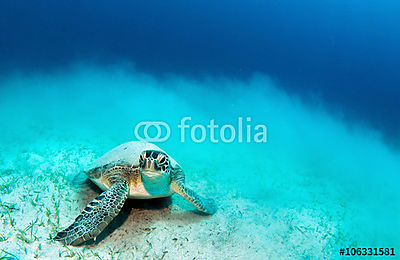 Tengeri teknős (fotótapéta) - vászonkép, falikép otthonra és irodába