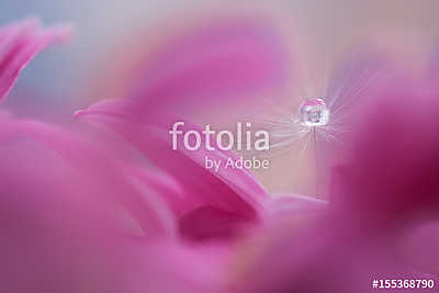 Dandelion with water drop on the flower. Macro of a dandelion. (fotótapéta) - vászonkép, falikép otthonra és irodába