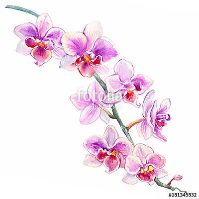 Orchid flowers watercolor hand drawn botanical illustration isol (bögre) - vászonkép, falikép otthonra és irodába