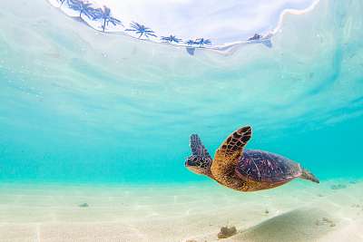 Veszélyeztetett Hawaii Zöld Tengeri Turtle hajózik a melegvizekb (többrészes kép) - vászonkép, falikép otthonra és irodába