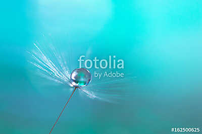 Macro of dandelion with water drops on a blue background. (fotótapéta) - vászonkép, falikép otthonra és irodába