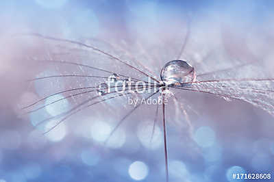 Water drop on a dandelion seed , multicolored background bokeh.  (poszter) - vászonkép, falikép otthonra és irodába