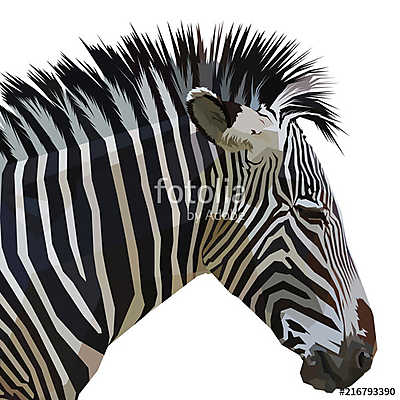 zebra isolated on white background (többrészes kép) - vászonkép, falikép otthonra és irodába