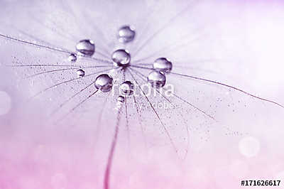 Dandelion with water drops in shades of pink. (keretezett kép) - vászonkép, falikép otthonra és irodába