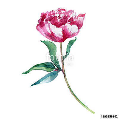 Watercolor pink peony flower, hand drawn paint decorative illust (keretezett kép) - vászonkép, falikép otthonra és irodába