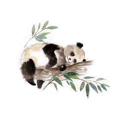 Alvós panda (fotótapéta) - vászonkép, falikép otthonra és irodába