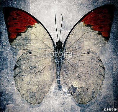 butterfly (többrészes kép) - vászonkép, falikép otthonra és irodába