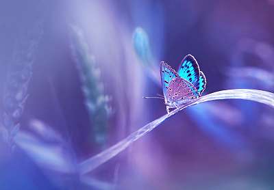 Gyönyörű kék ​​pillangó a fűszálon a természetben puha (többrészes kép) - vászonkép, falikép otthonra és irodába