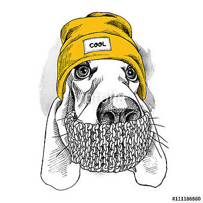 Portrait of Basset Hound dog in a Hipster hat and with scarf. Ve (poszter) - vászonkép, falikép otthonra és irodába