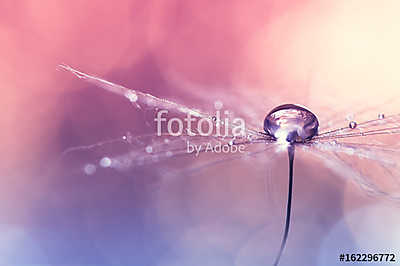 Dandelion with water drop on pink blue background with bokeh. Be (fotótapéta) - vászonkép, falikép otthonra és irodába