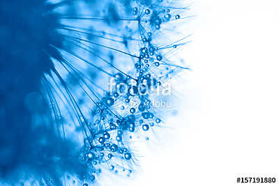 Macro of dandelion with water drops on white background. (keretezett kép) - vászonkép, falikép otthonra és irodába