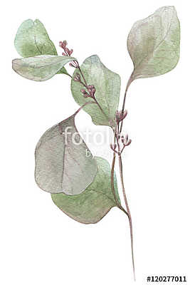 watercolor illustration eucalyptus (fotótapéta) - vászonkép, falikép otthonra és irodába