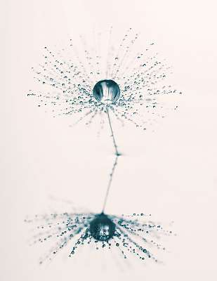 Fluffy dandelion with dew drops and reflection. Artistic image. (többrészes kép) - vászonkép, falikép otthonra és irodába