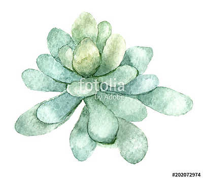 succulent in watercolor (többrészes kép) - vászonkép, falikép otthonra és irodába