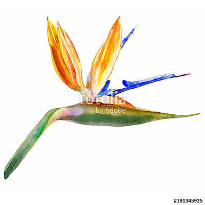 Bird of paradise flower, Strelitzia reginae, crane flower hand d (keretezett kép) - vászonkép, falikép otthonra és irodába
