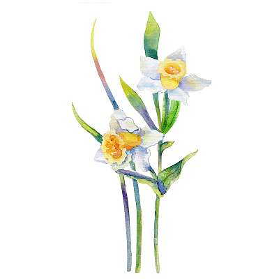 Narcissus flower watercolor illustration isolated on white backg (keretezett kép) - vászonkép, falikép otthonra és irodába