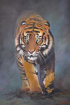 Tigris (fotótapéta) - vászonkép, falikép otthonra és irodába