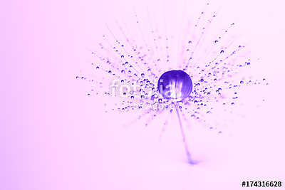 Purple water drop on the dandelion seed. Beautiful macro, artist (keretezett kép) - vászonkép, falikép otthonra és irodába