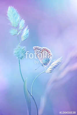 Beautiful light-blue butterfly on blade of grass on a soft lilac (keretezett kép) - vászonkép, falikép otthonra és irodába