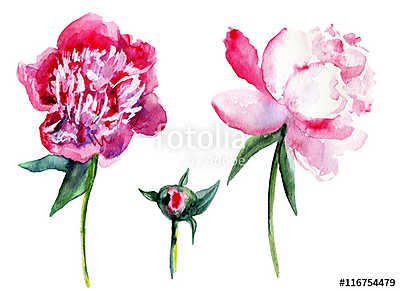 Watercolor pink peony, garden flower isolated on white backgroun (keretezett kép) - vászonkép, falikép otthonra és irodába