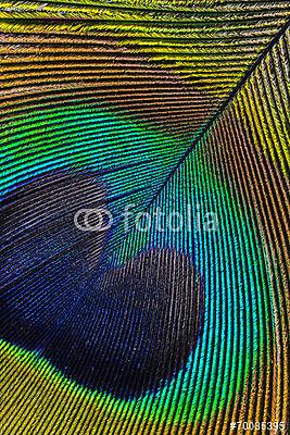páva toll makró fénykép (fotótapéta) - vászonkép, falikép otthonra és irodába