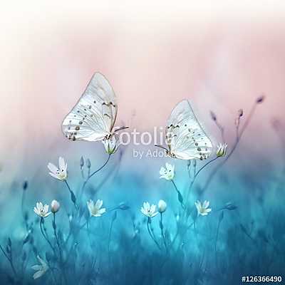 Two beautiful white butterfly on small white flowers on blurred  (fotótapéta) - vászonkép, falikép otthonra és irodába