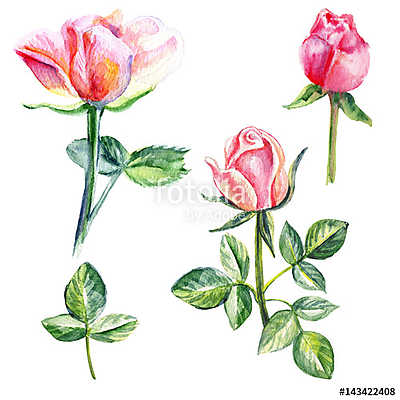 Rose flower, petals, bud watercolor hand drawn botanical illustr (fotótapéta) - vászonkép, falikép otthonra és irodába