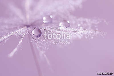 Drops of dew on a dandelion. A beautiful, stylish macro of a dan (keretezett kép) - vászonkép, falikép otthonra és irodába