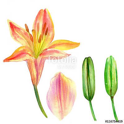 Lily flower, petal, bud watercolor hand drawn botanical illustra (fotótapéta) - vászonkép, falikép otthonra és irodába
