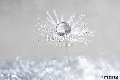 Dandelion with drops of dew in a silver color. (többrészes kép) - vászonkép, falikép otthonra és irodába