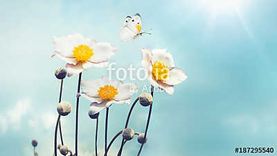 Beautiful white Japanese anemones and flying butterfly on a blue (poszter) - vászonkép, falikép otthonra és irodába
